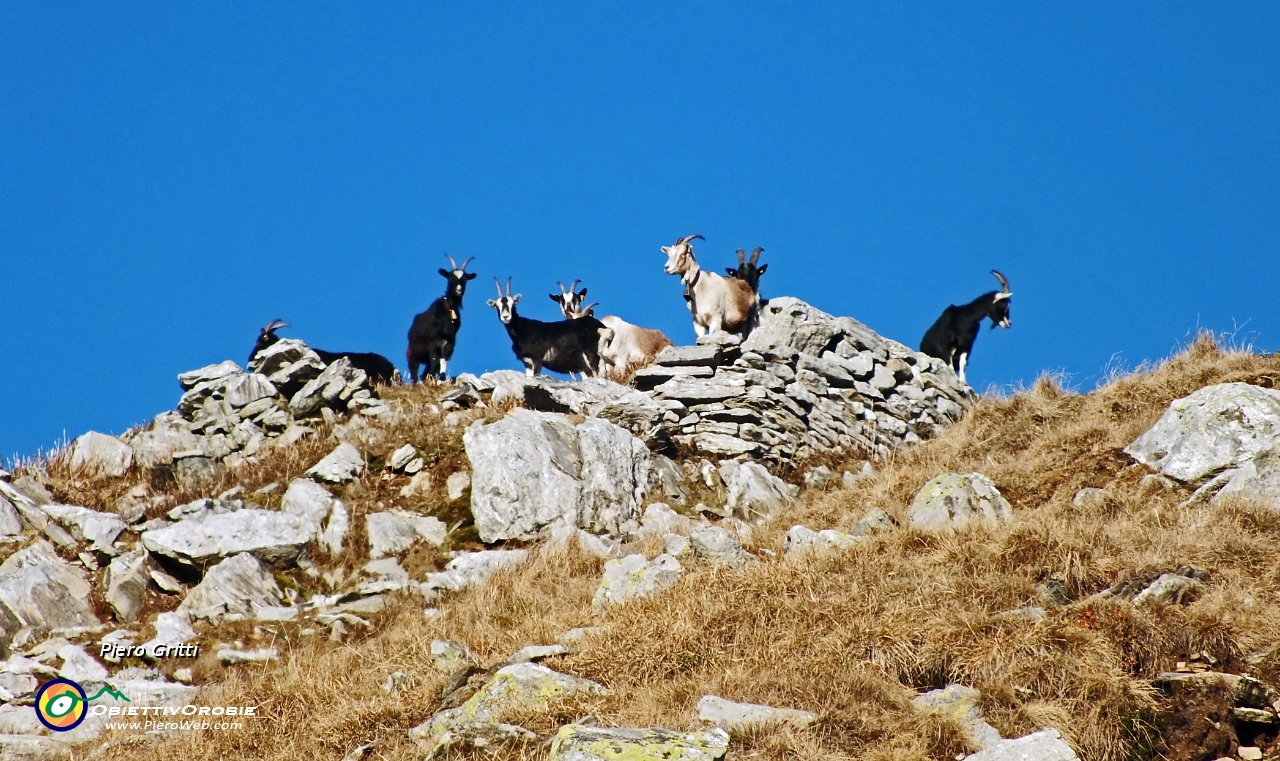 86 le caprette ci osservano dall'alto....JPG